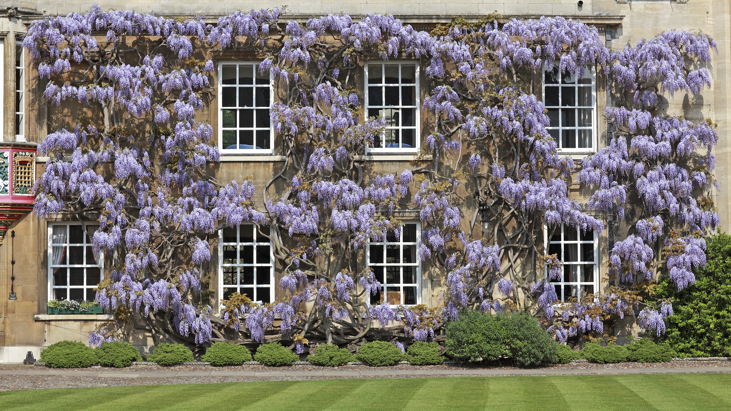 Christ's College Wisteria